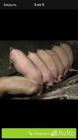 Поросенок ландрас+крупная белая