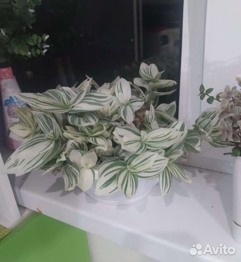 Традесканция альбифлора