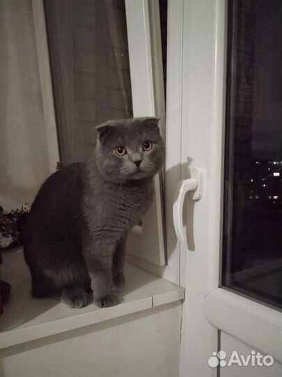 Шотландский,Серый. Вязка