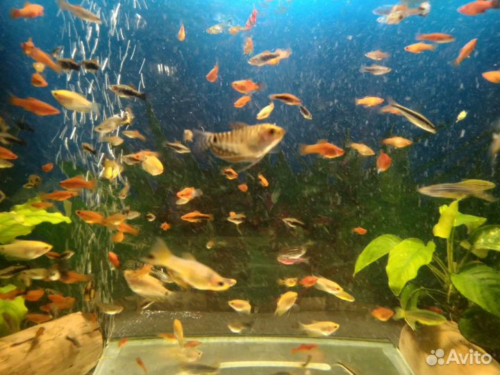 Рыбки Неоны Тернеции Барбусы Гурами