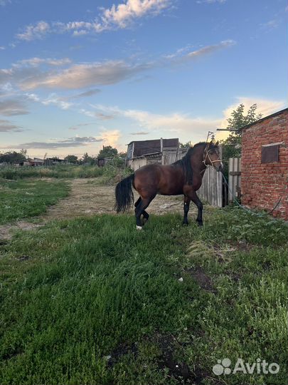 Продается жеребец