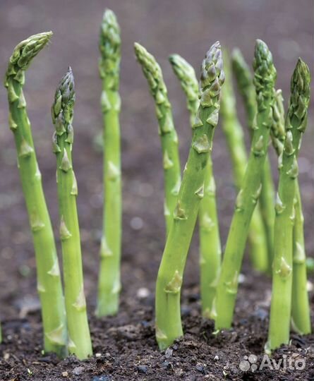 Спаржа съедобная, семена
