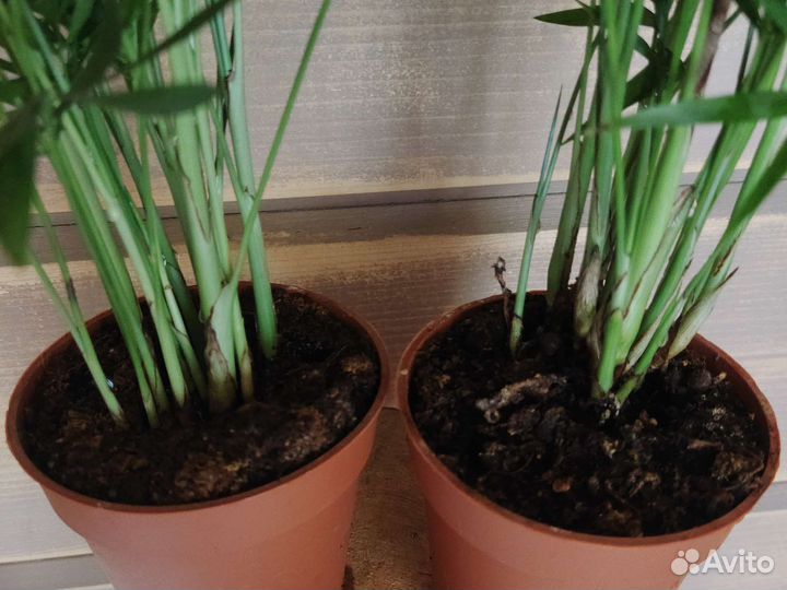 Пальма хамедорея