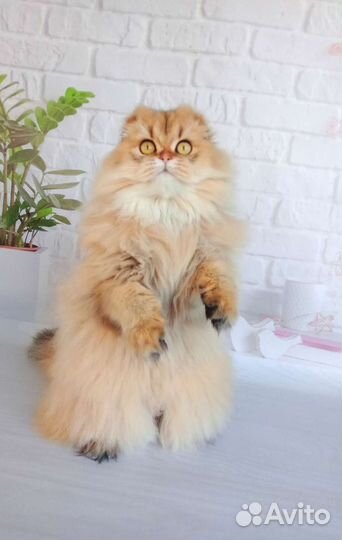 Девочка красотка