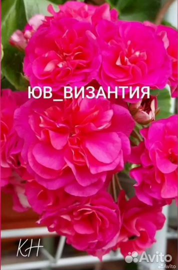 Герань пеларгония