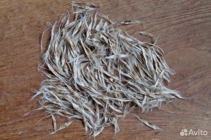 Катальпа прекрасная/яйцевидная/Фаргеза, семена