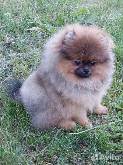 Шпиц девочка