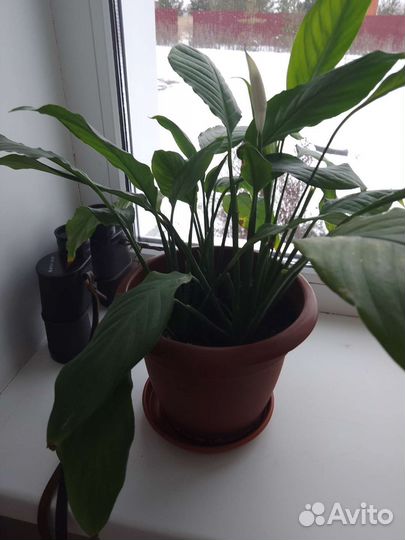 Цветы для дома