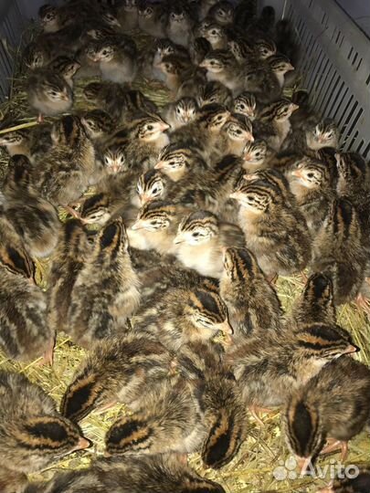 Оптово-розничная продажа цыплят