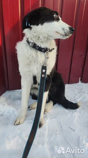 Щенок в добрые руки бесплатно