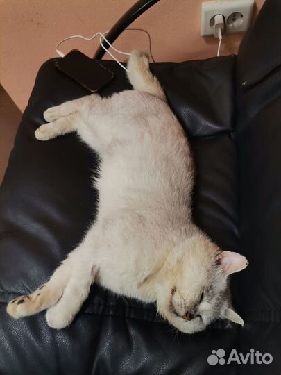 Отдам кота в добрые руки
