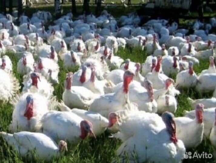 Индюшата Грейд Мейкер