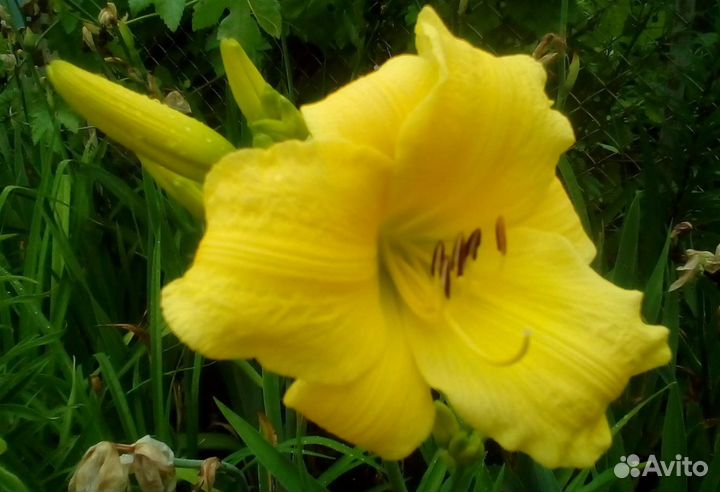 Лилейники от 70р