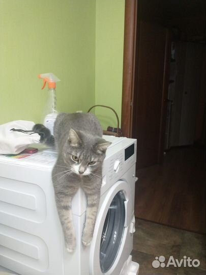 Потерялась кошка