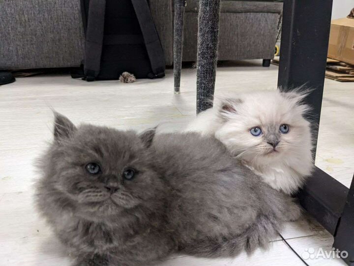 Котята шотландские