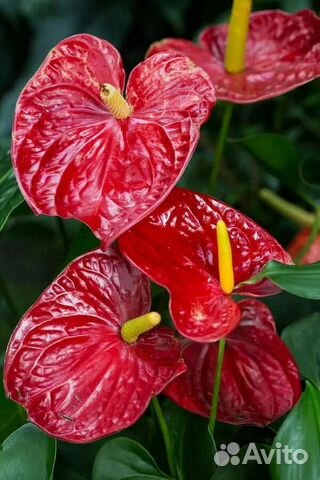 Антуриум - Мужское счастье