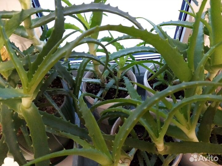 Комнатные растения