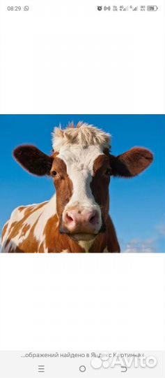 Корова на мясо