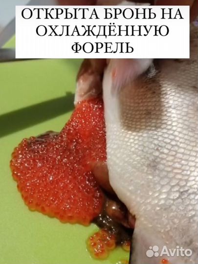 Форель из карелии привоз 30 августа