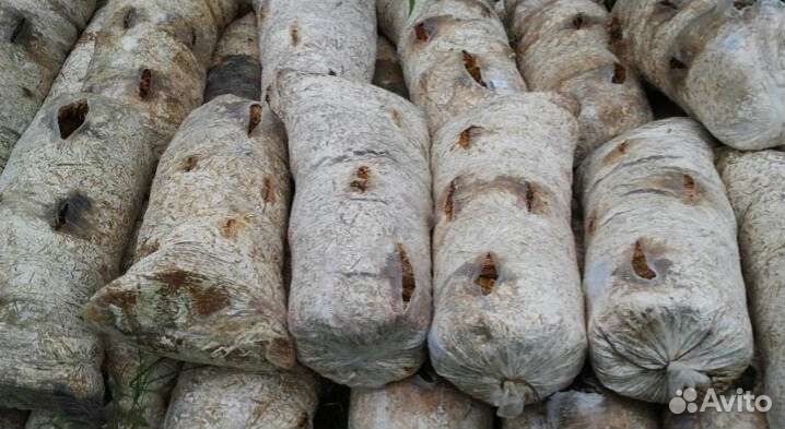 Отработанные грибные блоки