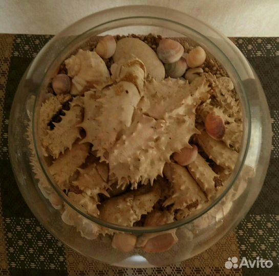 Сувенир, краб с ракушками