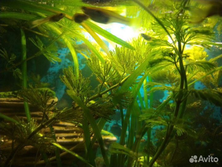 Аквариумные рыбки гуппи