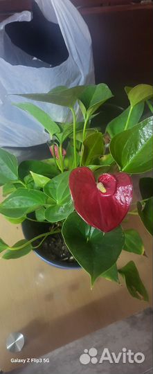 Комнатные цветы антуриум