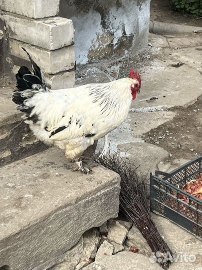 Петухи молодые
