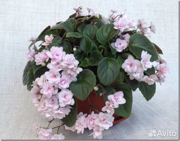 Сенполия (фиалка узамбарская) Rob's Vanilla Trail