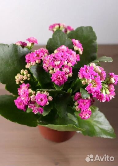 Каланхоэ малиновый