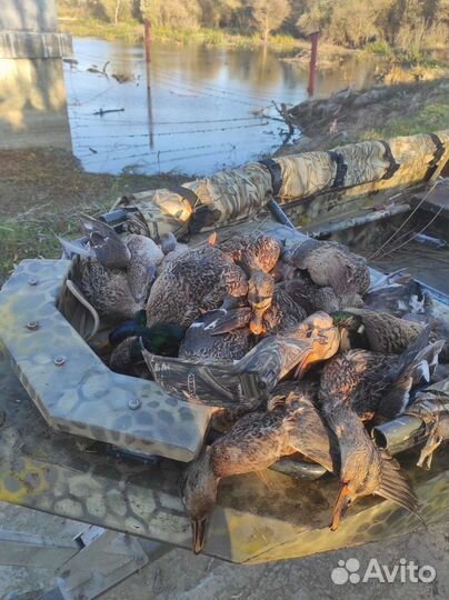 Охота на утку, рыбалка на хищника (щука)