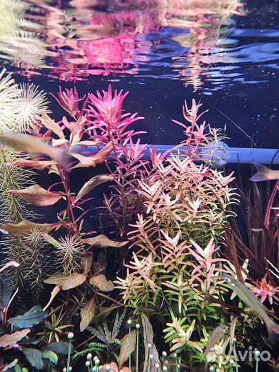 Аквариумные удобрения макро/микро/железо/калий