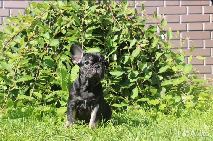 Щенки французского бульдога