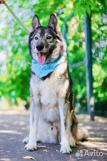 Собака из приюта Некрасовка