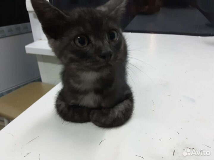 Кошка в дар бесплатно
