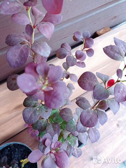 Саженец барбарисах