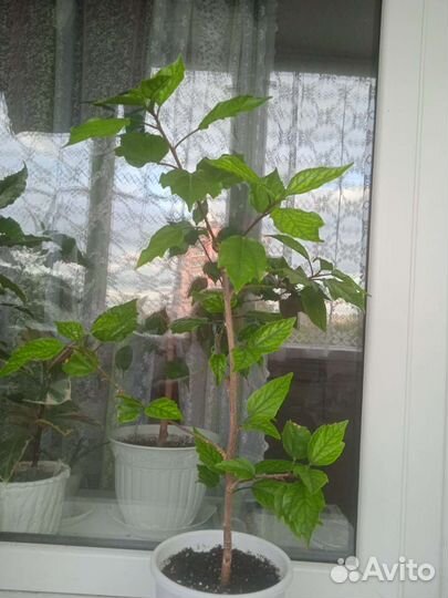 Комнатные растения.Гибискус