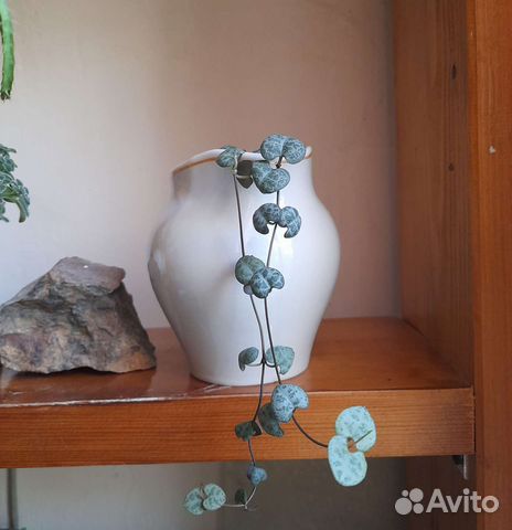 Церопегия вуда в стеклянном горшочке