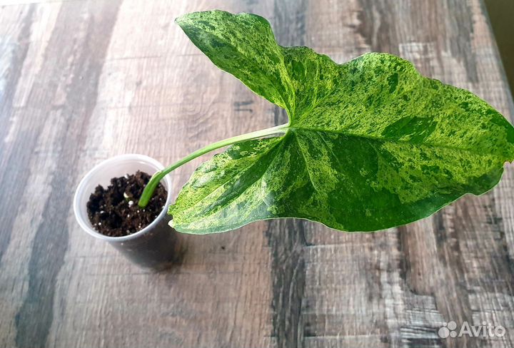 Сингониум mottled arrowhead