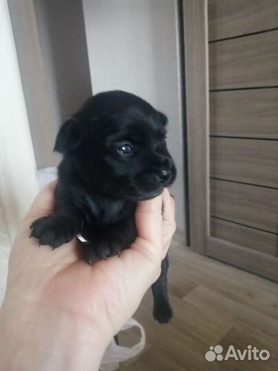 Той-терьер