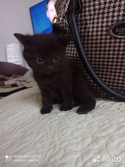 Котики бесплатно