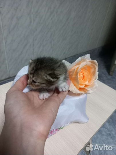 Отдам котят в заботливые и добрые руки