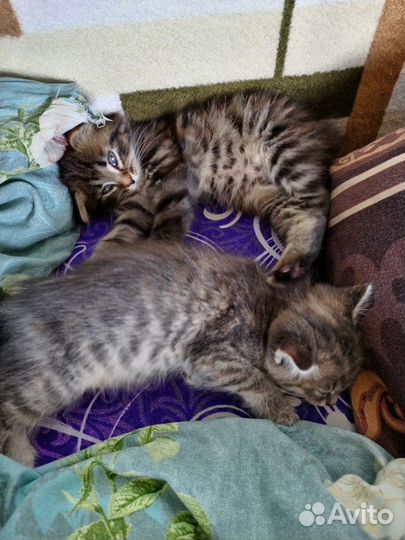 Кошки в добрые руки бесплатно