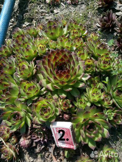 Молодило каменная роза