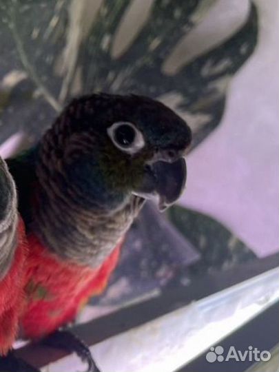 Попугай перрура