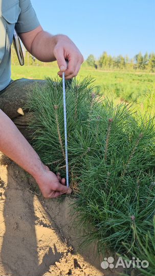 Саженцы сосны окс от производителя
