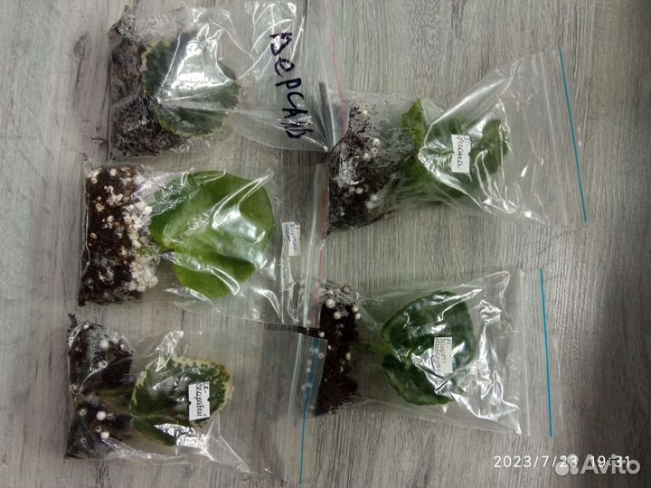 Фиалка лист