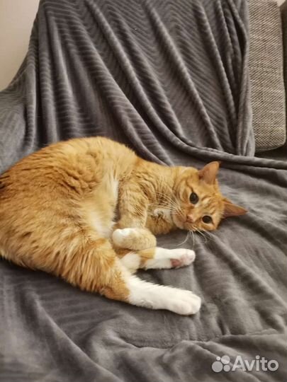 Хозяйка умерла. Наследники выкидывают кота