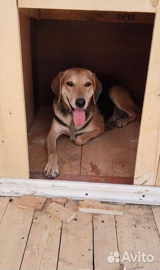 Собака в добрые руки