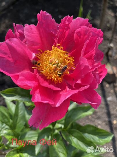 Пионы сортовые весна 2024